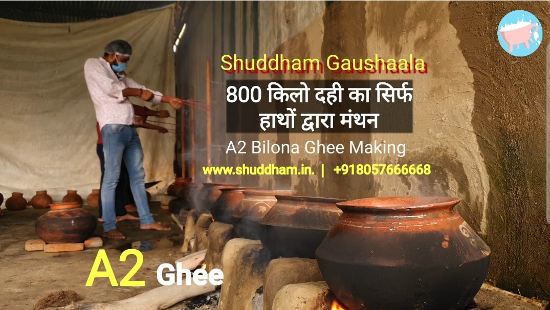 800 किलो दही को कैसे बिलोया जाता है (Video)