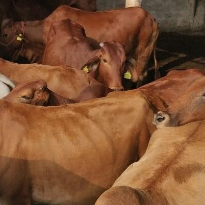 3 Ltrs Shuddham Organics Pure A2 Ghee