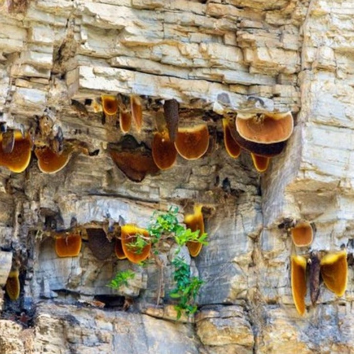 Shuddham Honey wild Forest (500 Gms)