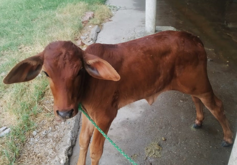 New Birth at Shuddham