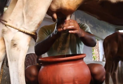 Cow Milking by hands (Video)