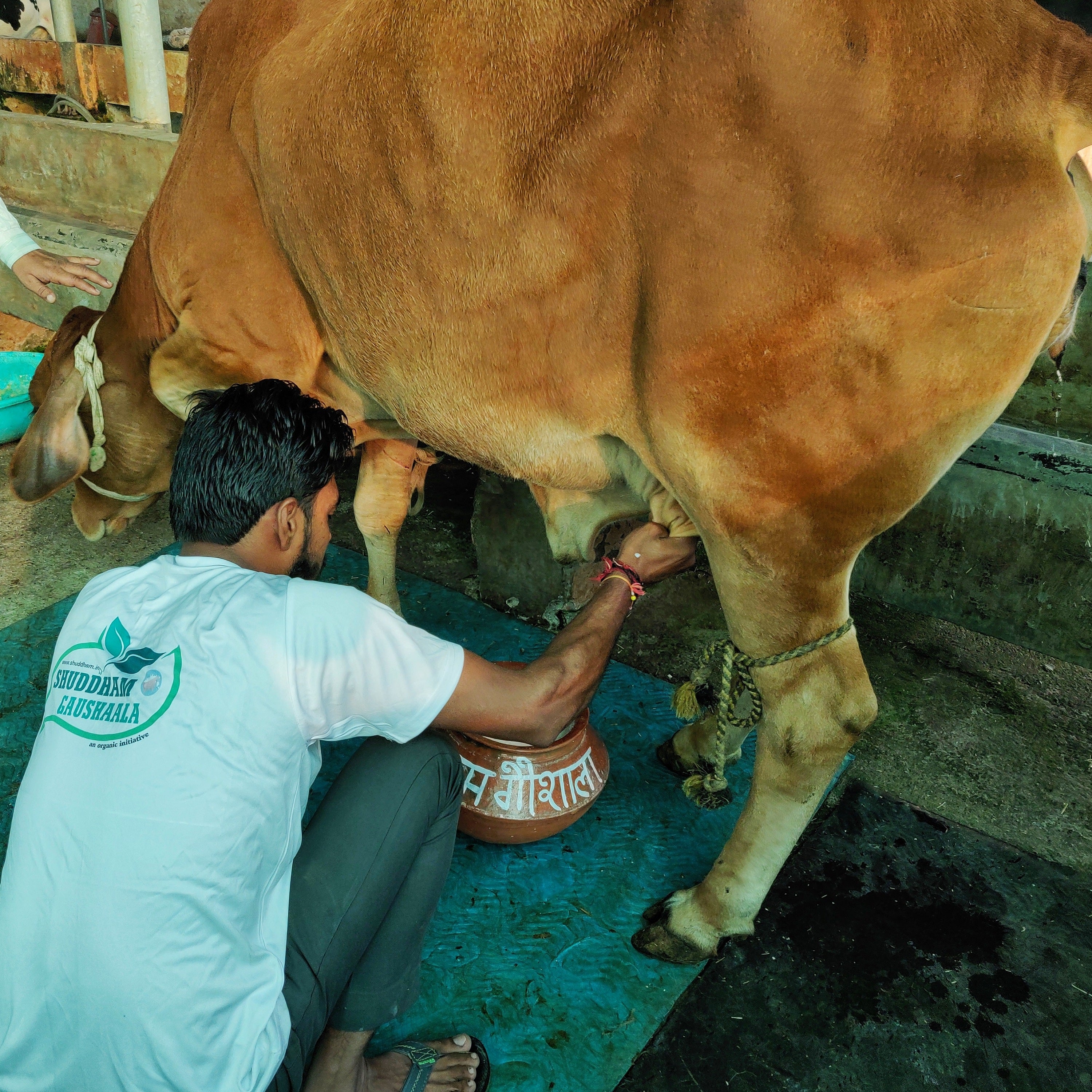 5 Ltrs Shuddham Organics Pure A2 Ghee