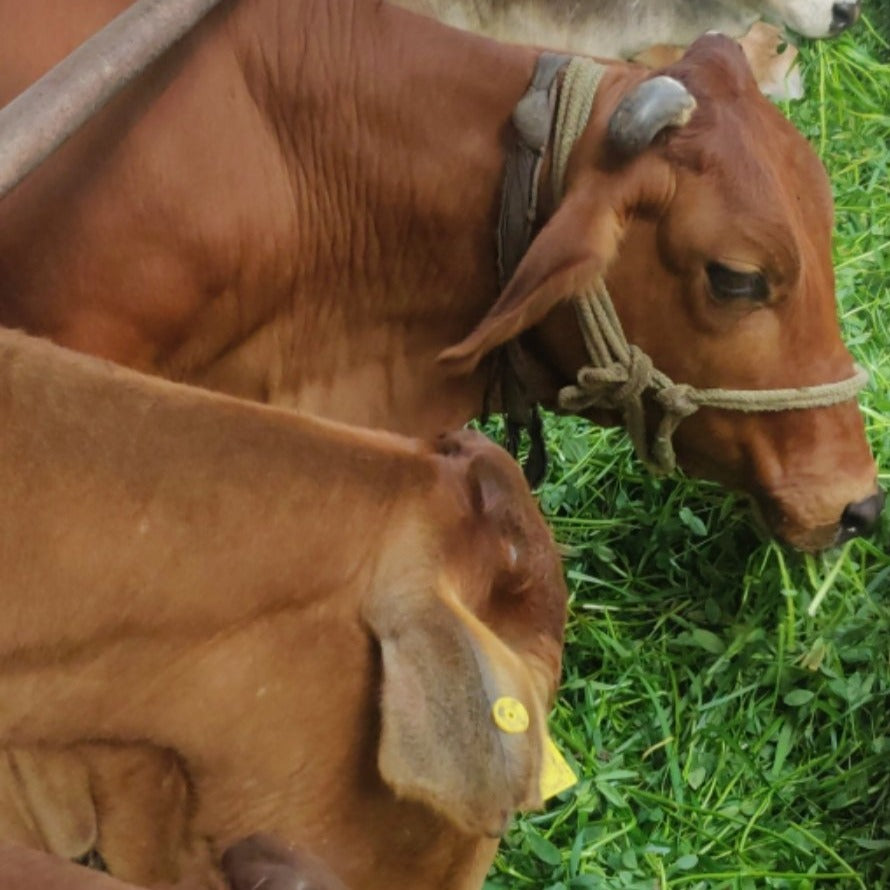 5 Ltrs Shuddham Organics Pure A2 Ghee